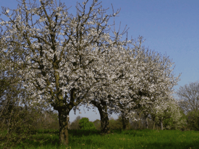 blühende Kischbäume blühende Kischbäume