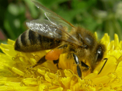 Biene-auf-Löwenzahn