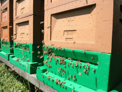 Pollenfalle Vorderansicht